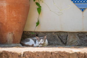 Sicily - Sunny impressions of the Aeolian Islands, also known as Aeolian Islands or Isole Eolie: Lipari, Stromboli, Salina, Vulcano, Panarea, Filicudi and Alicudi. Cat on a step in Panarea. Sicily - Sunny impressions of the Aeolian Islands, also known as Aeolian Islands or Isole Eolie: Lipari, Stromboli, Salina, Vulcano, Panarea, Filicudi and Alicudi. Cat on a step in Panarea.